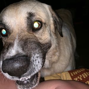 Meet your Posher, Deetta